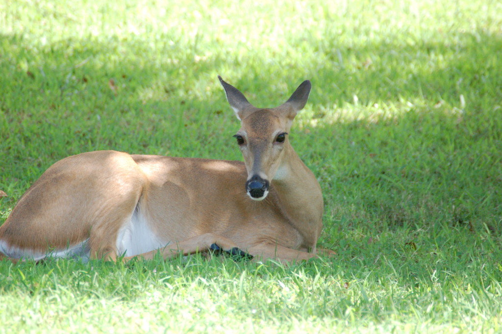 Florida deer in residential yard