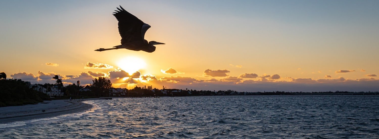 great blue heron flying on gulf coast of southwest florida
