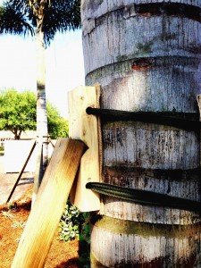 palm-tree-bracing