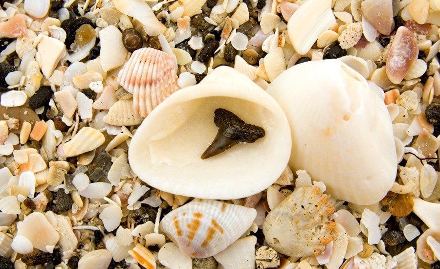 Image of a shark tooth typical of Venice Beach